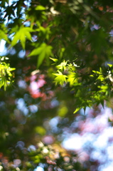 紅葉