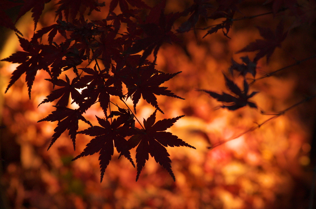紅葉