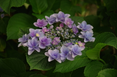 Pentax purple