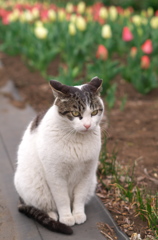 にゃんこと花壇