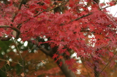 今日の紅葉