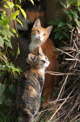 河原のノラ猫さん