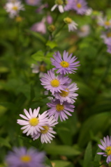 植物園の花