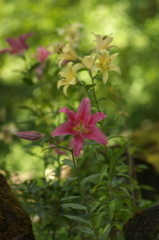 百合