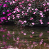 映り込み