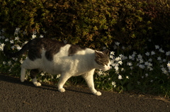 にゃんこ歩き