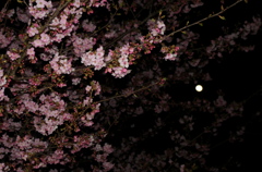 月と夜桜