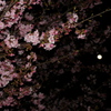 月と夜桜