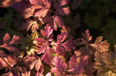 小さな紅葉
