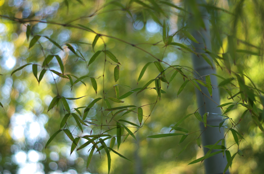 竹