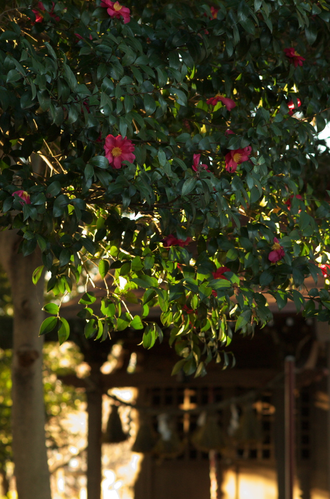 神社の花