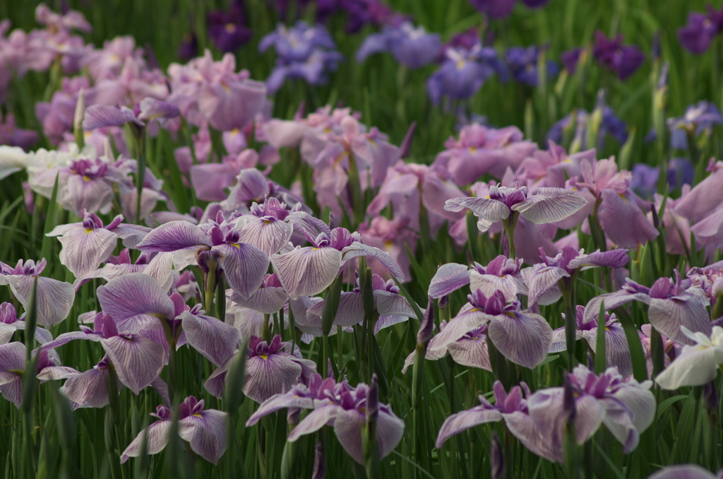 花菖蒲