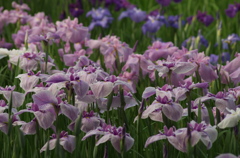 花菖蒲