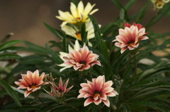 秋に咲く花