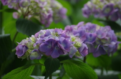 紫陽花青