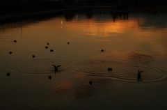 夕景