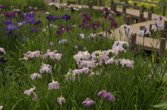 菖蒲園