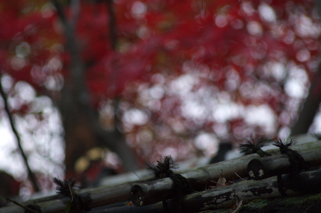 紅葉の思い出