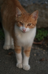 河原のノラ猫さん