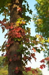 紅葉