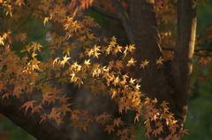 元旦の紅葉