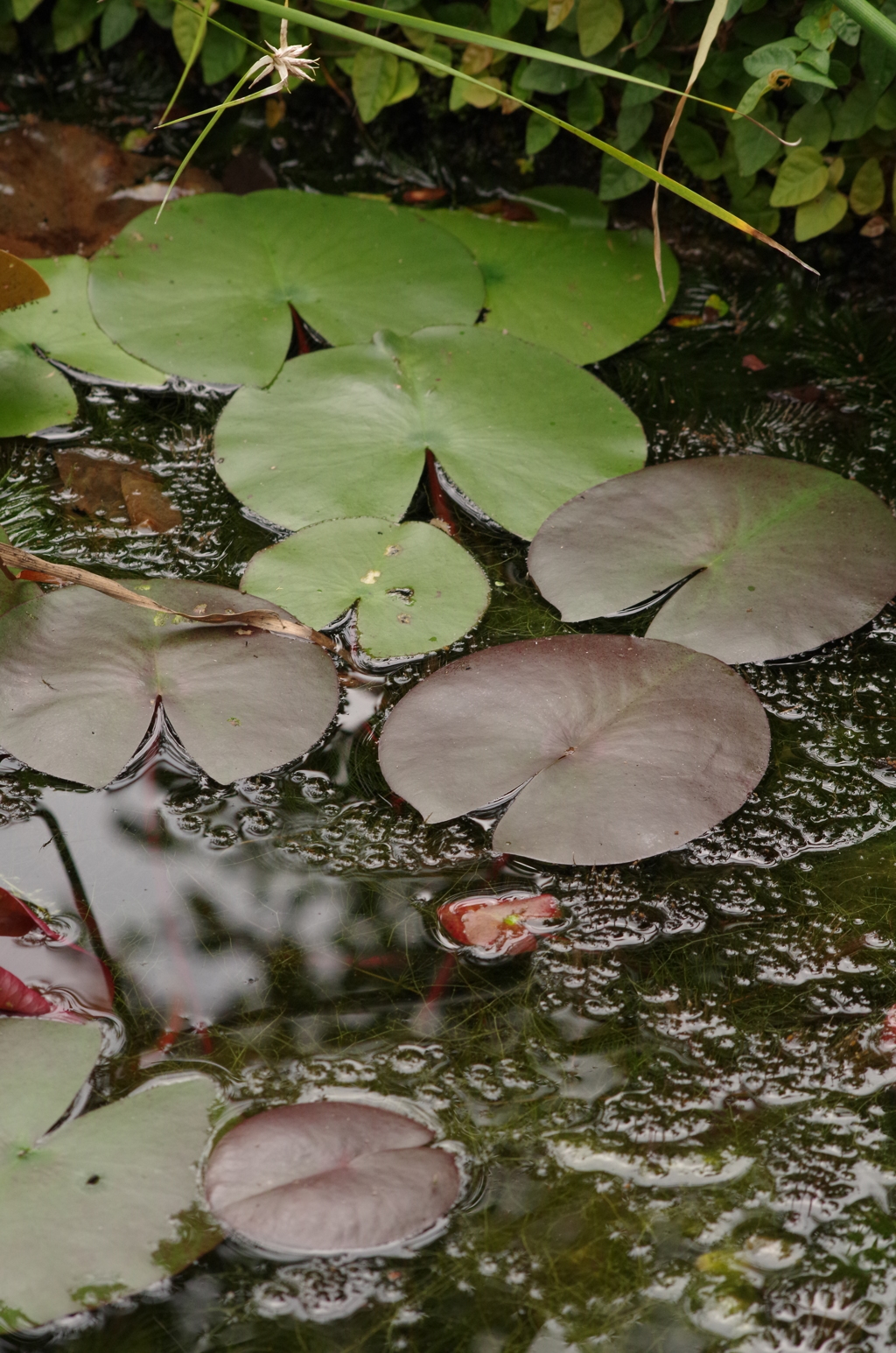 水草