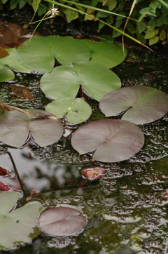 水草