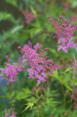 高原の花