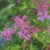 高原の花