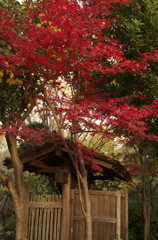 紅葉