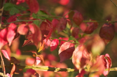 紅葉