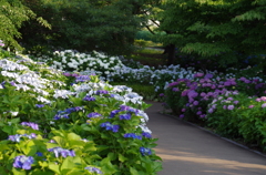 紫陽花の森（４）