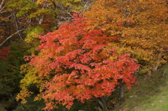 紅葉