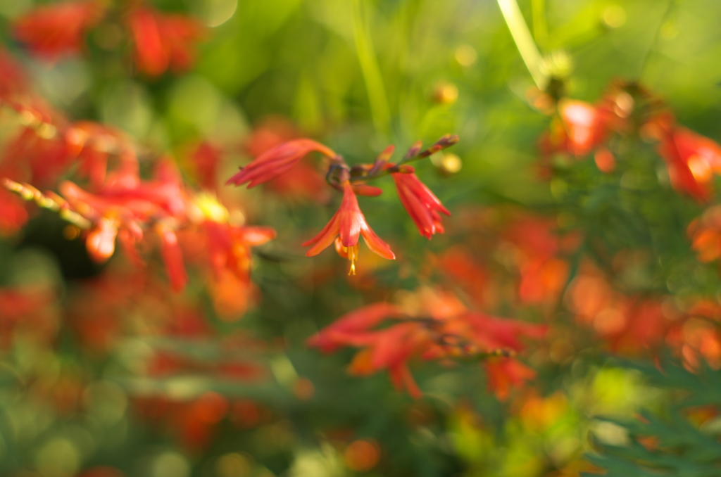 夏の花