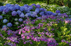 紫陽花の森（３）