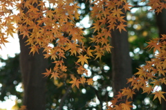 枯れ紅葉