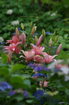 林の百合（２）