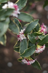 沈丁花