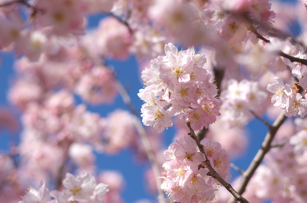 桜
