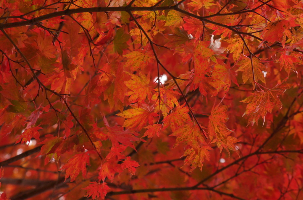 紅葉