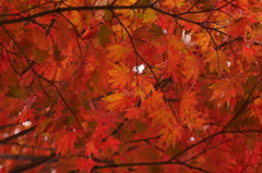 紅葉