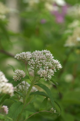 白樺林の花