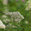 白樺林の花