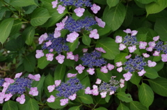 紫陽花模様