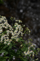 高原の花