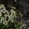 高原の花