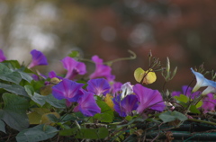 まだ咲く花