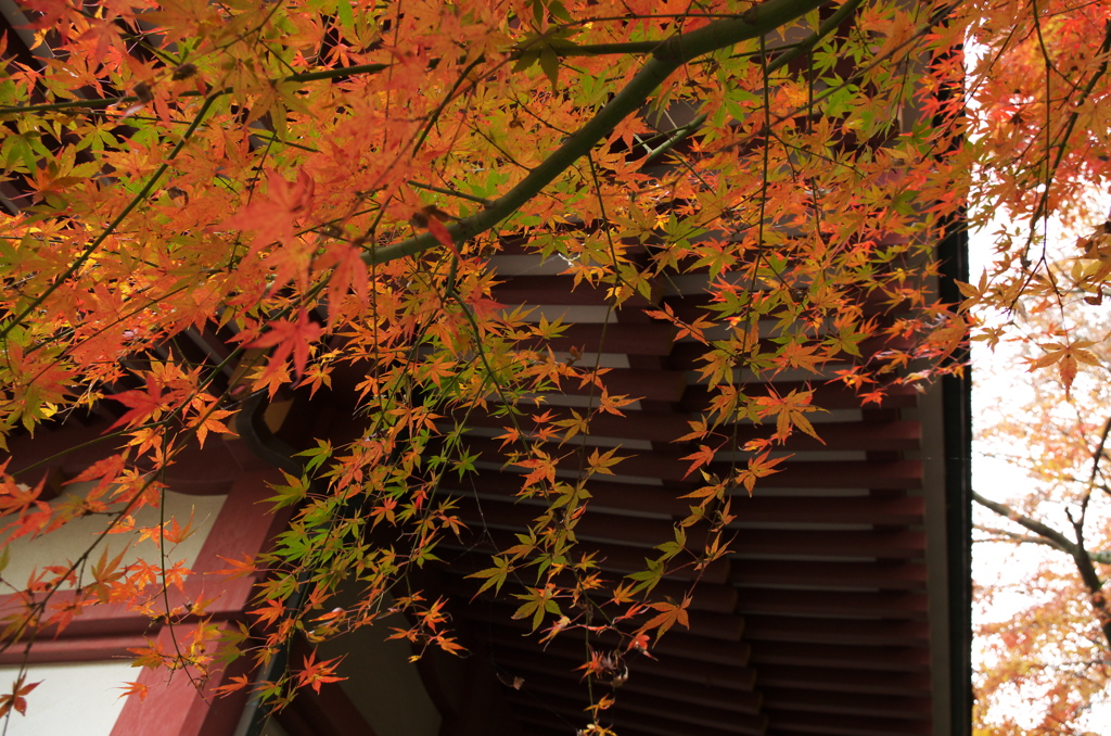 紅葉