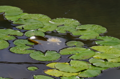 水中花