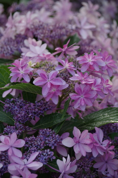 紫陽花色